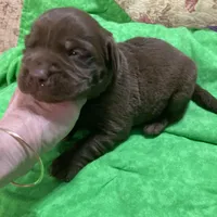 Chocolate boy, a male Labrador Retriever for sale in Albemarle, NC – Photo 6 of 8