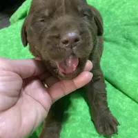 Chocolate boy, a male Labrador Retriever for sale in Albemarle, NC – Photo 4 of 8