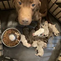 Chocolate boy, a male Labrador Retriever for sale in Albemarle, NC – Photo 2 of 8