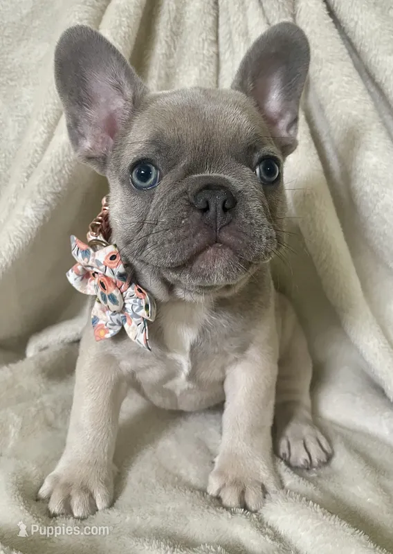 Lavender – French Bulldog puppy for sale in Meadville, PA