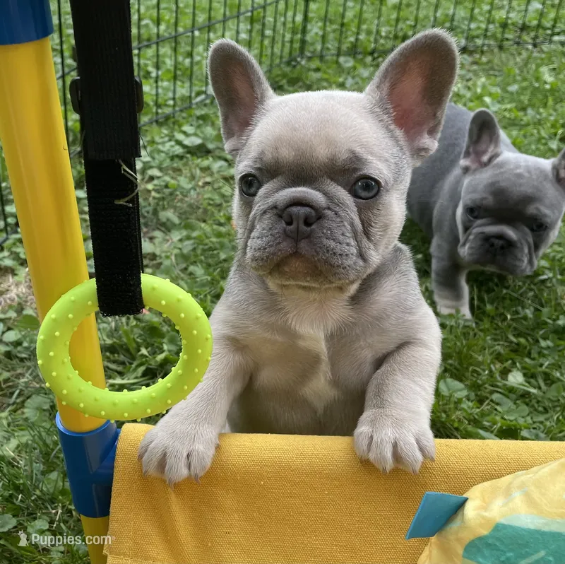 Lavender – French Bulldog puppy for sale in Meadville, PA