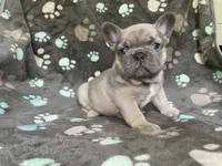Bluie, a female French Bulldog for sale in Meadville, PA – 3 of 3