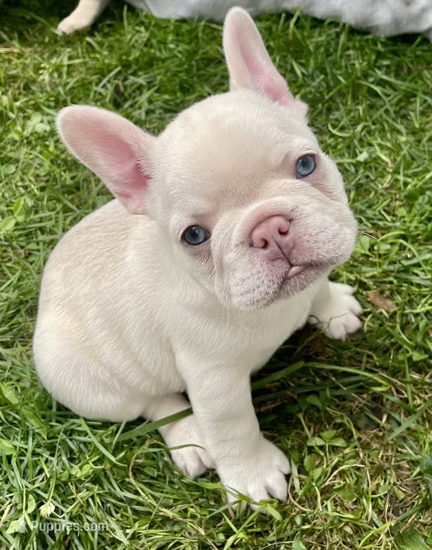 Creamie – French Bulldog puppy for sale in Meadville, PA