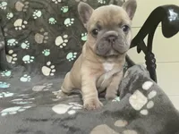 Sandie, a female French Bulldog for sale in Meadville, PA – 5 of 7