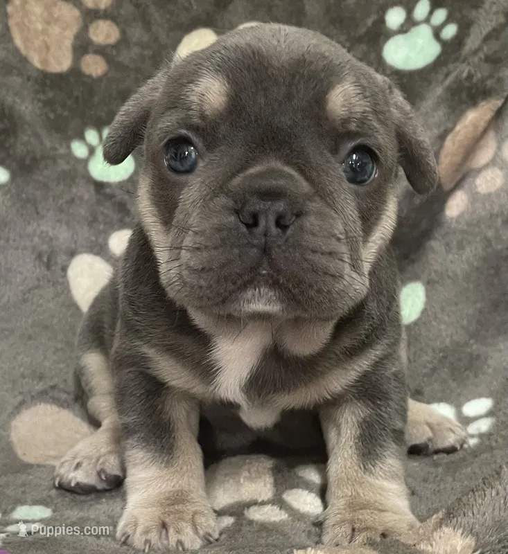 Rainbow – French Bulldog puppy for sale in Meadville, PA