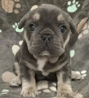 Rainbow, a female French Bulldog for sale in Meadville, PA – 1 of 2