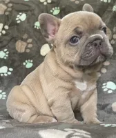 Sandie, a female French Bulldog for sale in Meadville, PA – 2 of 7