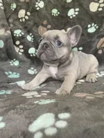 Lavender, a female French Bulldog for sale in Meadville, PA – 2 of 2