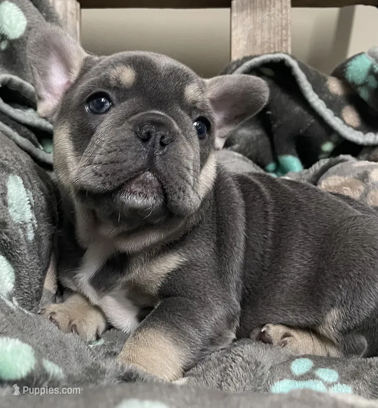 Rainbow – French Bulldog puppy for sale in Meadville, PA