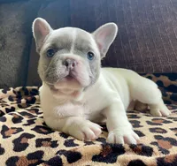 Bright Eyes, a female French Bulldog for sale in Meadville, PA – 4 of 5