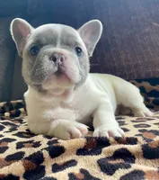 Bright Eyes, a female French Bulldog for sale in Meadville, PA – 1 of 5