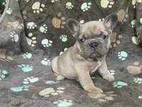 Bluie, a female French Bulldog for sale in Meadville, PA – 2 of 3