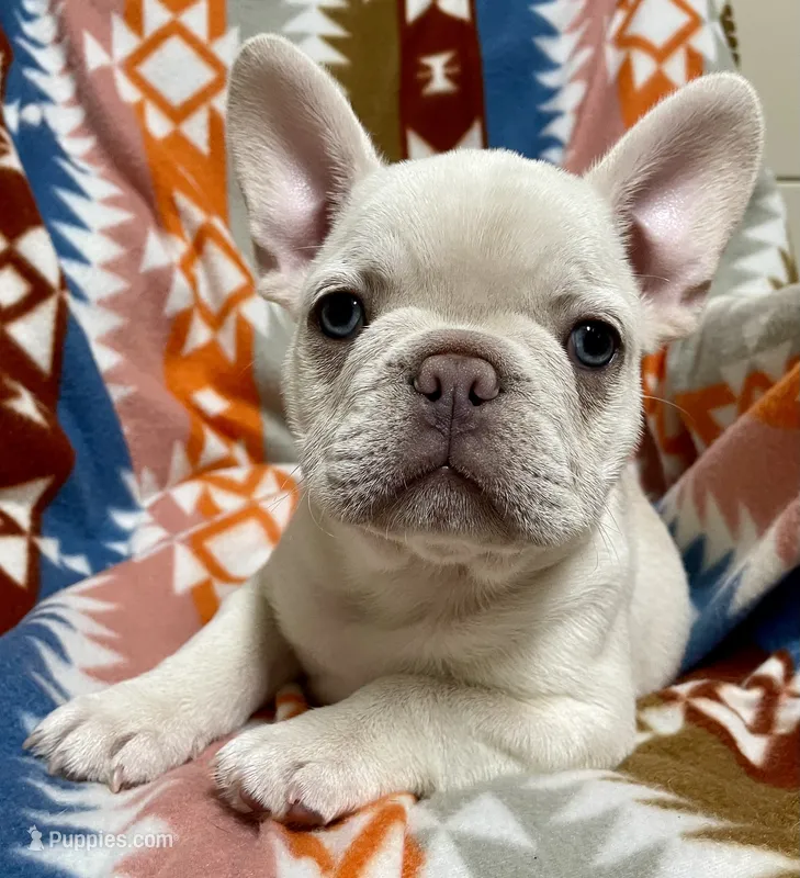 Creamie – French Bulldog puppy for sale in Meadville, PA