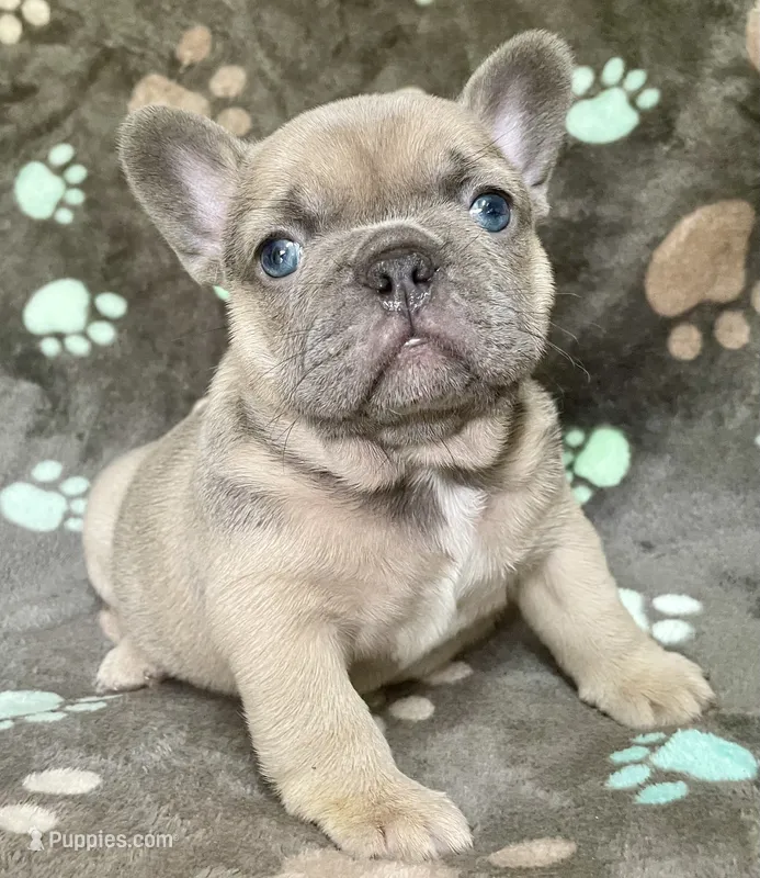 Bluie – French Bulldog puppy for sale in Meadville, PA