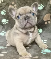 Bluie, a female French Bulldog for sale in Meadville, PA – 1 of 3