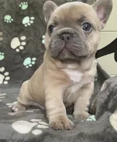 Sandie, a female French Bulldog for sale in Meadville, PA – 1 of 7