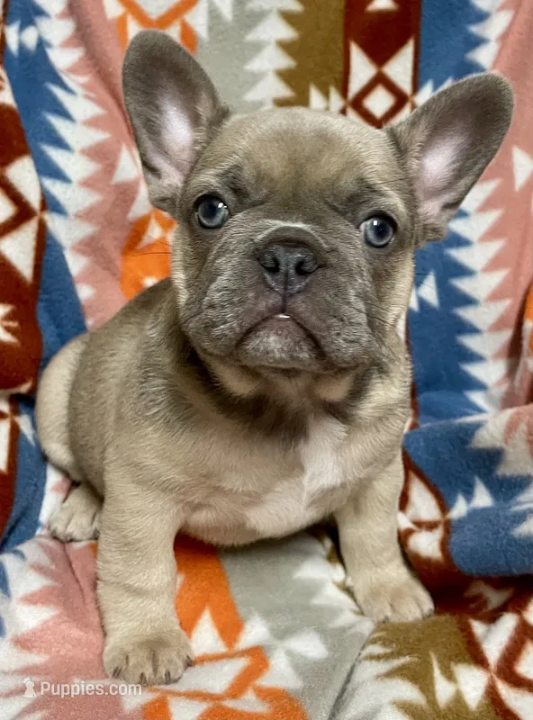 Bluie – French Bulldog puppy for sale in Meadville, PA