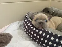 Sandie, a female French Bulldog for sale in Meadville, PA – 6 of 7