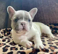 Bright Eyes, a female French Bulldog for sale in Meadville, PA – 2 of 5