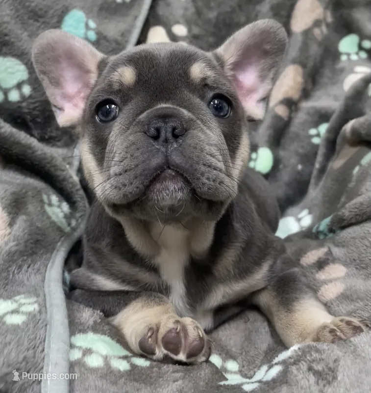 Rainbow – French Bulldog puppy on hold in Meadville, PA