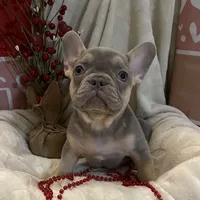 processed/905cc4b9-4718-4273-9c43-f33b1e6effaf/listing/98235104-7d1b-4181-9ba2-7f4dc0bf4e39/9aa3191e-7506-4a58-80ee-f307d821c882