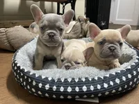 processed/905cc4b9-4718-4273-9c43-f33b1e6effaf/listing/98235104-7d1b-4181-9ba2-7f4dc0bf4e39/ff4183dc-9d36-4015-8db0-0cc631bd393f