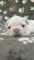 Creamie, a male French Bulldog for sale in Meadville, PA – 3 of 3