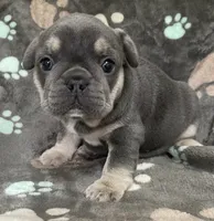 Rainbow, a female French Bulldog for sale in Meadville, PA – 2 of 2