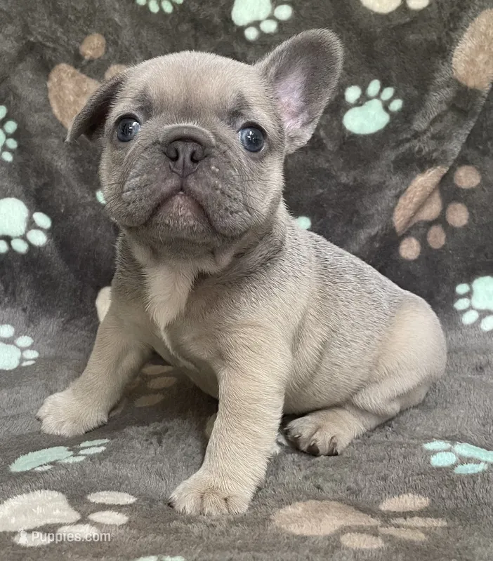 Lavender – French Bulldog puppy for sale in Meadville, PA
