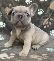 Lavender, a female French Bulldog for sale in Meadville, PA – 1 of 2