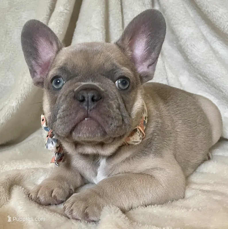 Bluie – French Bulldog puppy for sale in Meadville, PA