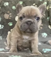 Sandie, a female French Bulldog for sale in Meadville, PA – 7 of 7