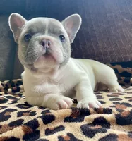 Bright Eyes, a female French Bulldog for sale in Meadville, PA – 5 of 5