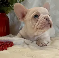 processed/905cc4b9-4718-4273-9c43-f33b1e6effaf/listing/c140bca3-5df5-474e-ae54-5860e225e434/19052aa6-3644-4765-8dc4-10f7bfb18c73