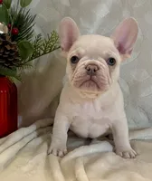 processed/905cc4b9-4718-4273-9c43-f33b1e6effaf/listing/c140bca3-5df5-474e-ae54-5860e225e434/5f07414e-62f8-4906-b2be-16817d7fe729