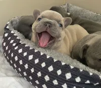 Sandie, a female French Bulldog for sale in Meadville, PA – 3 of 7