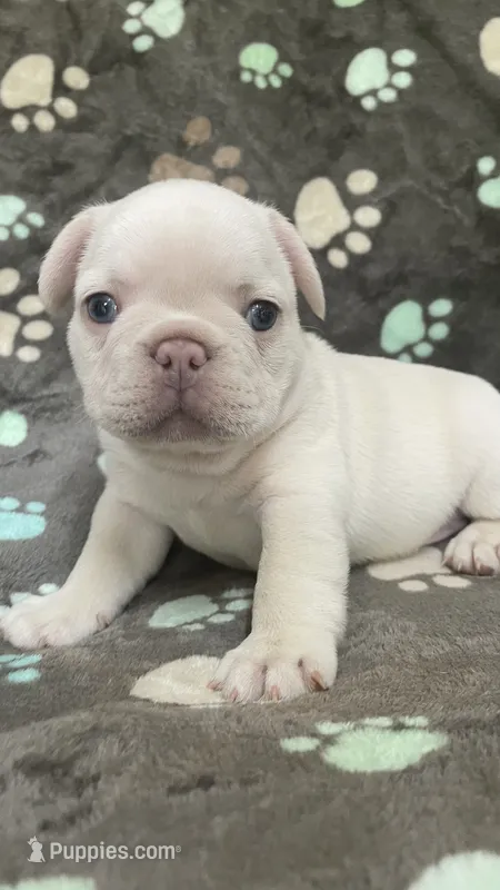 Creamie – French Bulldog puppy for sale in Meadville, PA