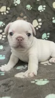 Creamie, a male French Bulldog for sale in Meadville, PA – 1 of 3