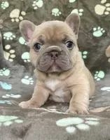 Sandie, a female French Bulldog for sale in Meadville, PA – 4 of 7