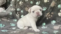 Creamie, a male French Bulldog for sale in Meadville, PA – 2 of 3