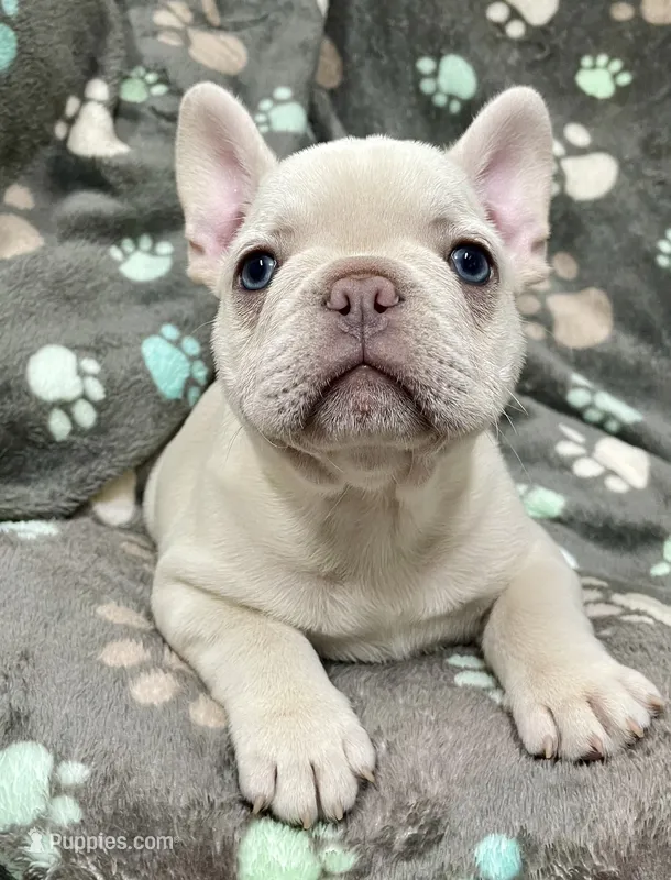 Creamie – French Bulldog puppy for sale in Meadville, PA