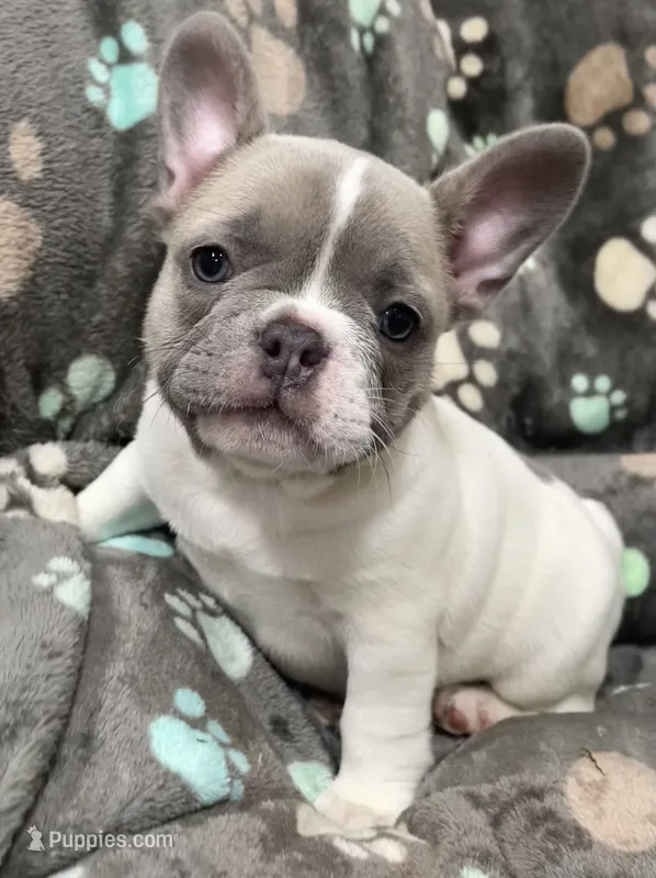Bright Eyes – French Bulldog puppy for sale in Meadville, PA