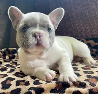 Bright Eyes, a female French Bulldog for sale in Meadville, PA – 3 of 5