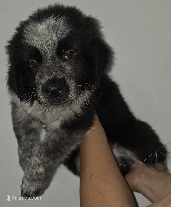 Fluffers – Australian Cattle Dog, Border Collie puppy for sale in Buckeye, AZ
