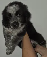 Fluffers, a male Australian Cattle Dog and Border Collie for sale in Buckeye, AZ – 1 of 5