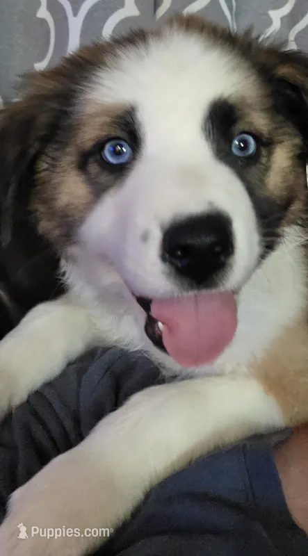 Red – Australian Cattle Dog, Border Collie puppy for sale in Buckeye, AZ