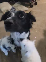 Strawberry, a female Australian Cattle Dog and Border Collie for sale in Buckeye, AZ – 4 of 5