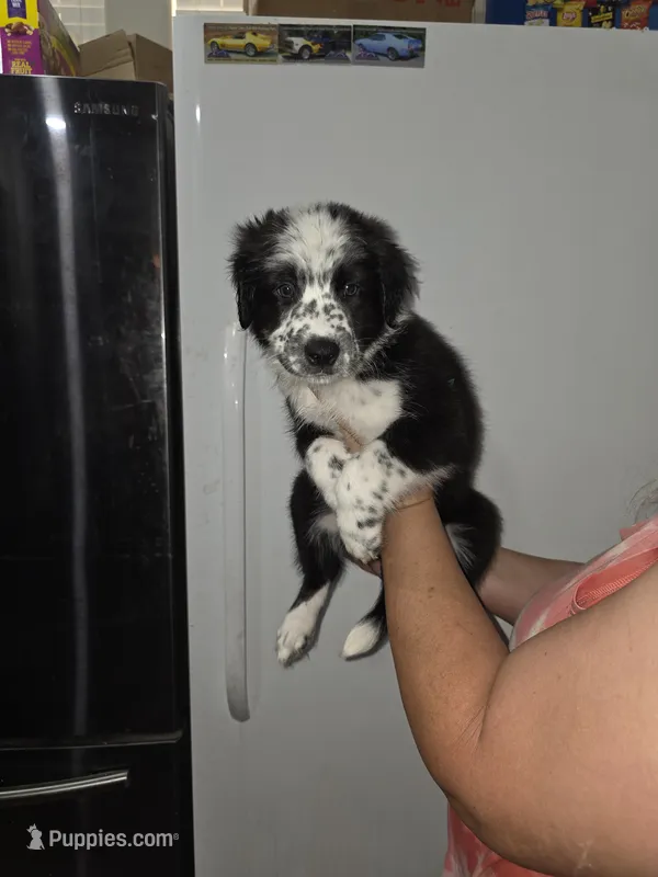 Spots – Australian Cattle Dog, Border Collie puppy for sale in Buckeye, AZ