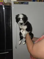 Spots, a male Australian Cattle Dog and Border Collie for sale in Buckeye, AZ – 1 of 5