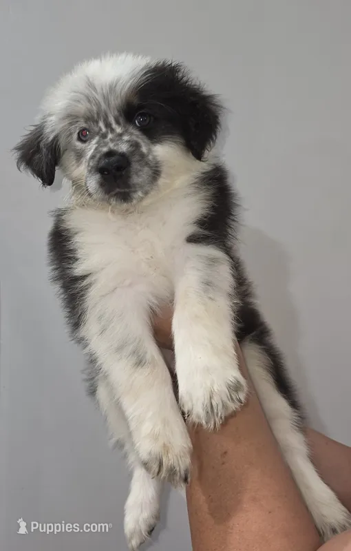 Peanut – Australian Cattle Dog, Border Collie puppy for sale in Buckeye, AZ